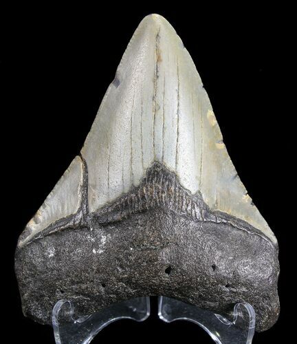 Bargain, Megalodon Tooth - North Carolina #63940